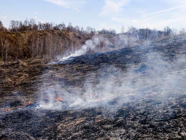 Жителей Подмосковья призвали не разжигать огонь в лесу в выходные из-за сильного ветра