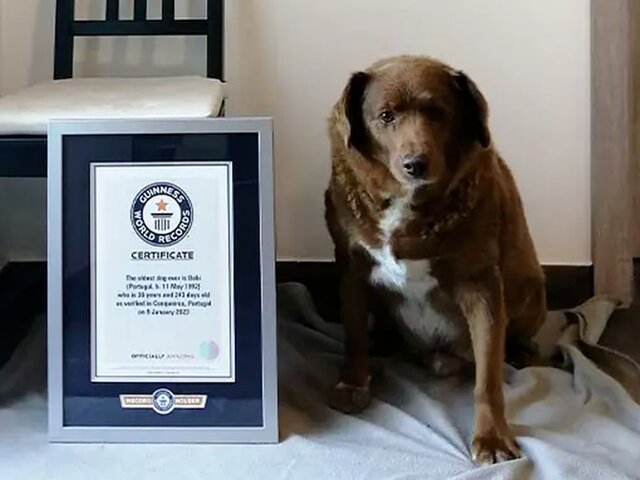 В Книгу рекордов Гиннесса внесли самого пожилого пса в мире