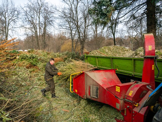 Около 40 тыс хвойных деревьев сдали москвичи в рамках акции 