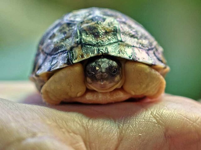 Лучистая черепаха впервые появилась на свет в Московском зоопарке