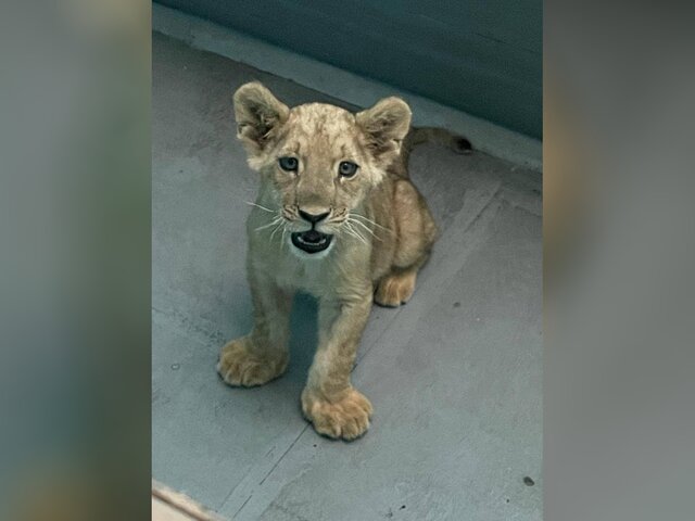 Ветеринары обнаружили ряд заболеваний у обнаруженного в каршеринге львенка