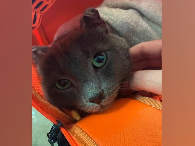 Сотрудники аэропорта Домодедово нашли сбежавшего кота Смоки