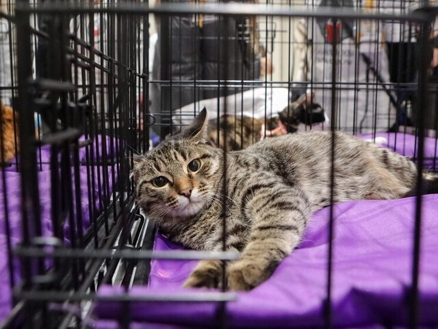 Благотворительная выставка котов из приютов пройдет в Солнцево 5 января