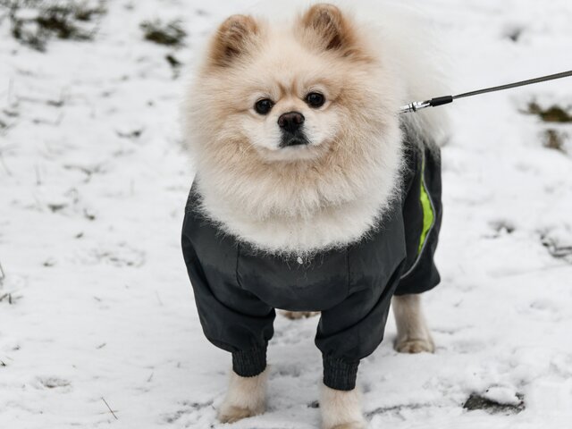 Москвичи показали фото, как утепляют своих любимцев для прогулок в сильный мороз