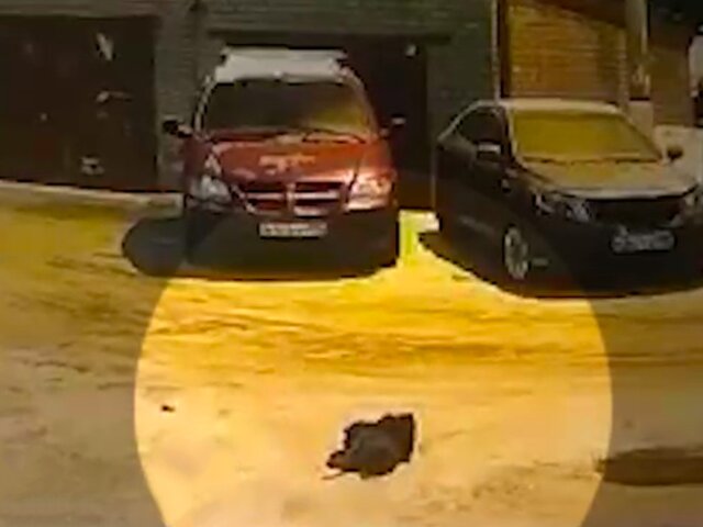 Мужчина избил кота и выбросил его из окна в Подмосковье