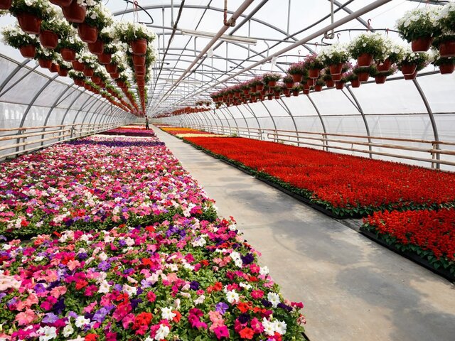 Свыше 56 млн цветов украсят Москву в этом году