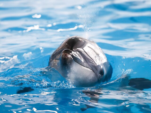 ГД приняла закон о запрете вылова морских млекопитающих с сентября 2024 года
