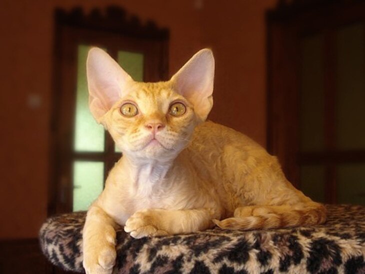 бенгальская кошка шерсть гипоаллергенная