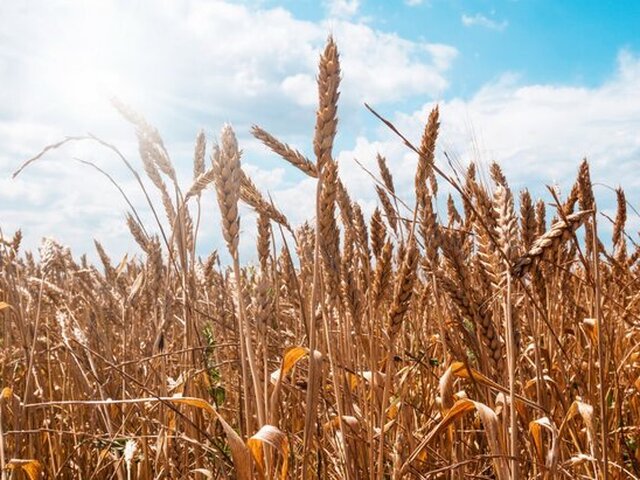 Постпред Британии в ООН не уверена в продлении зерновой сделки