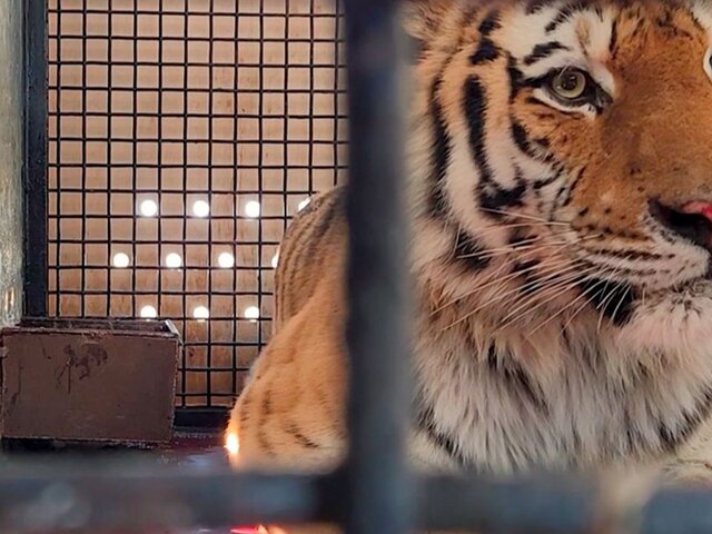 В Московский зоопарк привезли раненого амурского тигра из Хабаровского края