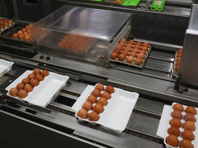 ФАС объявила об антикартельных проверках производителей яиц и курятины