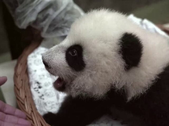 У детеныша панды из Московского зоопарка появились первые зубы