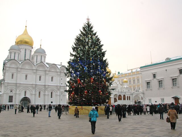 Кремлевскую елку срубят в середине декабря в Подмосковье – Рослесхоз