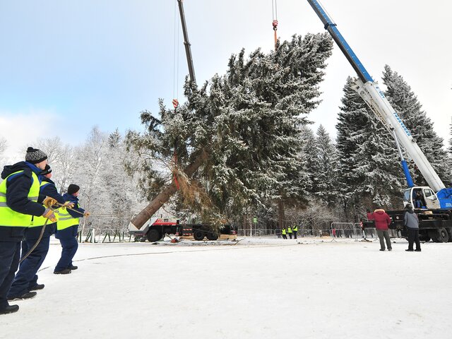Москва онлайн покажет, как срубят главную новогоднюю елку страны