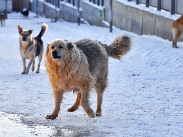 В Республике Алтай разрешили усыплять бездомных собак