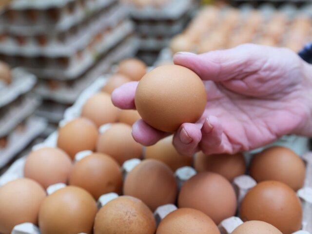 Экономист заявил, что поставки из Турции позволят снизить цены на яйца в РФ