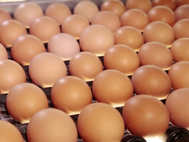Через две недели в РФ начнут поступать яйца из Турции без импортной пошлины – Патрушев