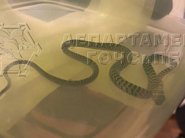Экзотическую змею поймали в московской квартире