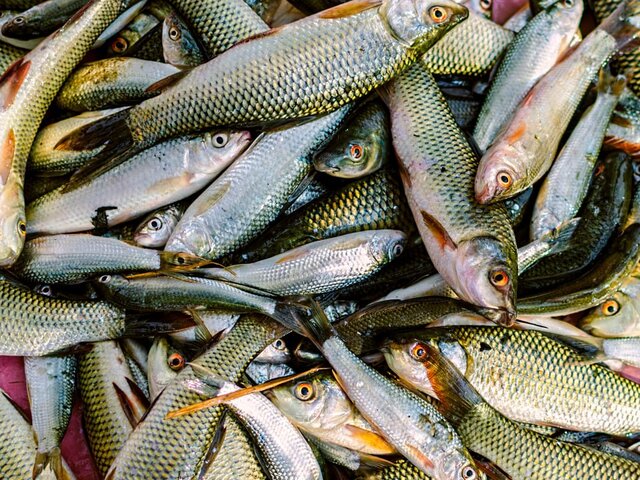 Россельхознадзор вводит временное ограничение на ввоз рыбы из Японии