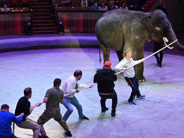 В Госдуму внесли проект о запрете использования животных в цирках