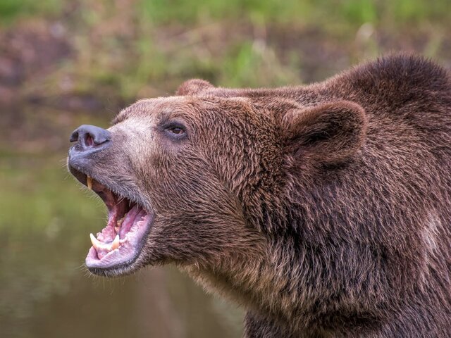 В Польше медведь напал на экоактивиста