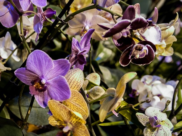 Тропические орхидеи расцвели в 