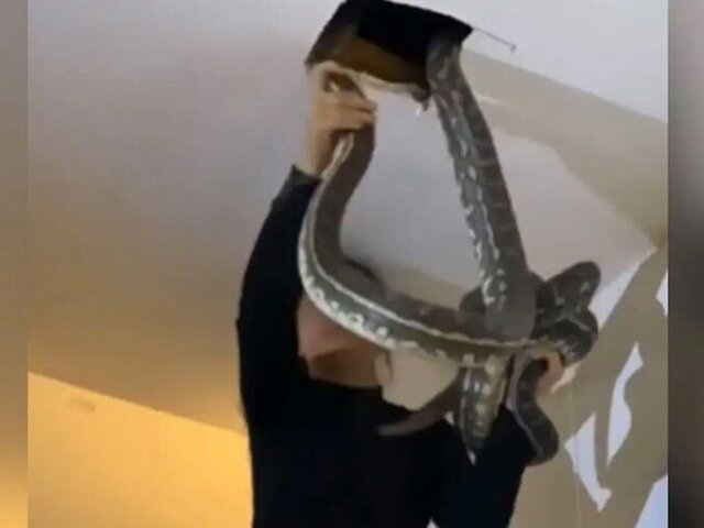Жительница Австралии нашла в своем потолке двух гигантских змей