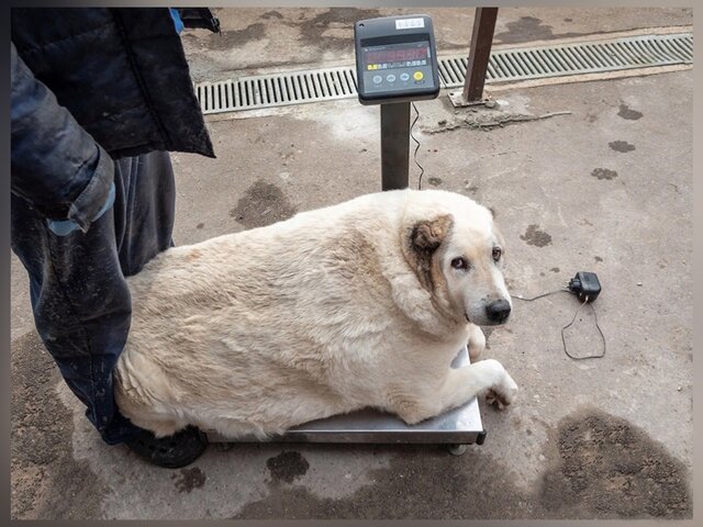 Волонтеры рассказали, как лечат собаку с весом почти 100 кг в Нижнем Новгороде