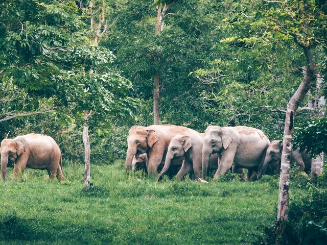 Ученые заявили, что слоны и носороги делают леса разнообразнее