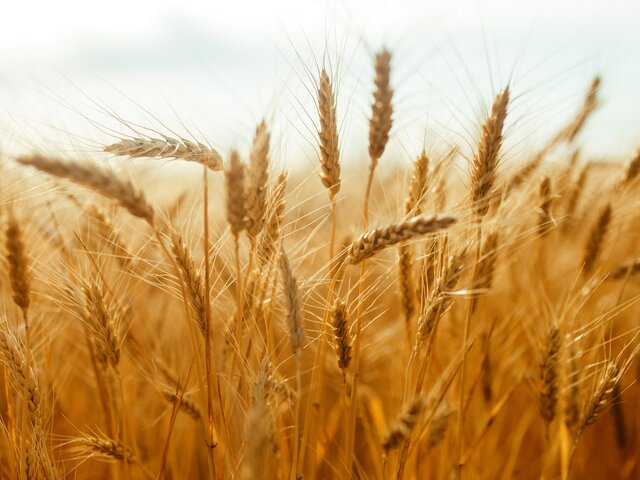 Генсек ООН заявил о сложности восстановления зерновой сделки