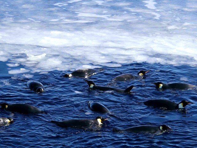 Массовое прекращение размножения императорских пингвинов впервые выявлено в Антарктиде