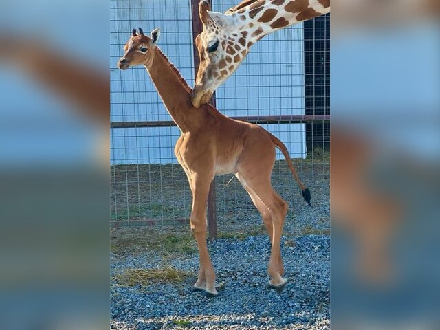 Единственный в мире жираф без пятен родился в зоопарке в штате Теннесси