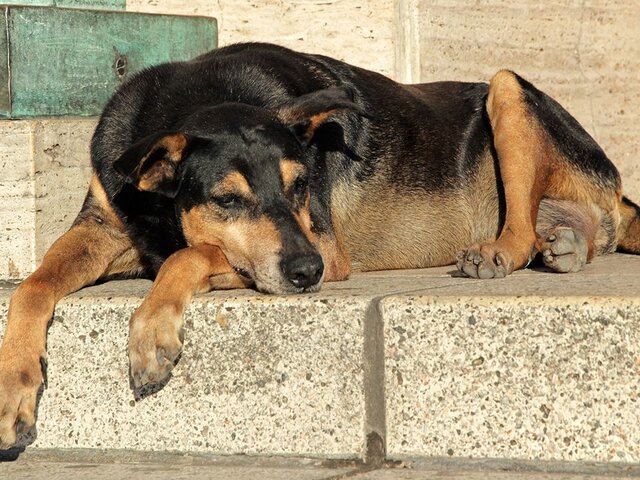 Глава Югры велела жителям самим бороться с бездомными собаками