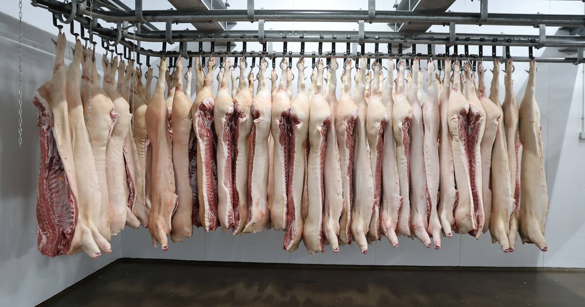 Экспорт свинины в китай. Продукция из свиней. Холодильная камера с тушами свиней.