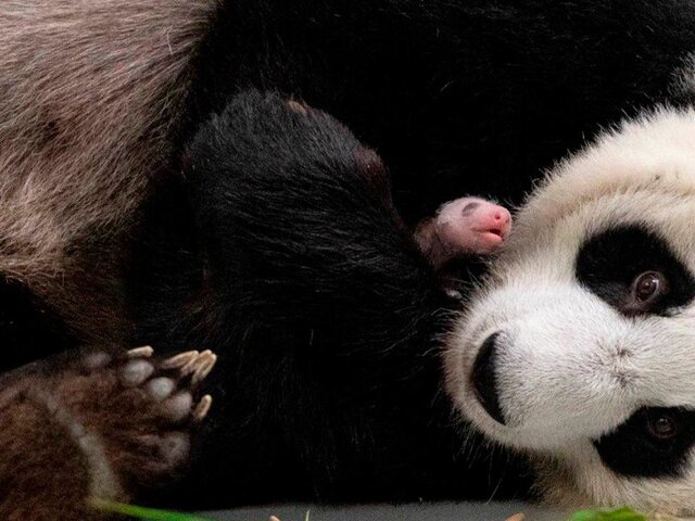 Детеныш панды в Московском зоопарке откроет глаза через 7–10 дней