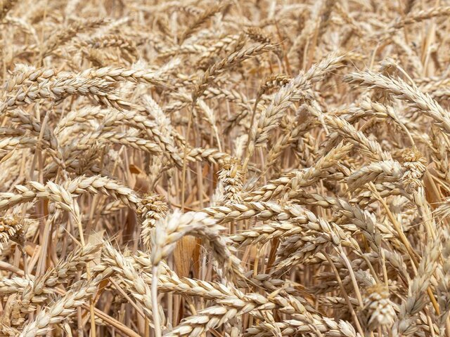 СМИ узнали об отказе Египта от российской пшеницы