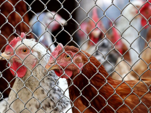В Минсельхозе не увидели тенденцию снижения производства мяса птицы в России в 2023 году