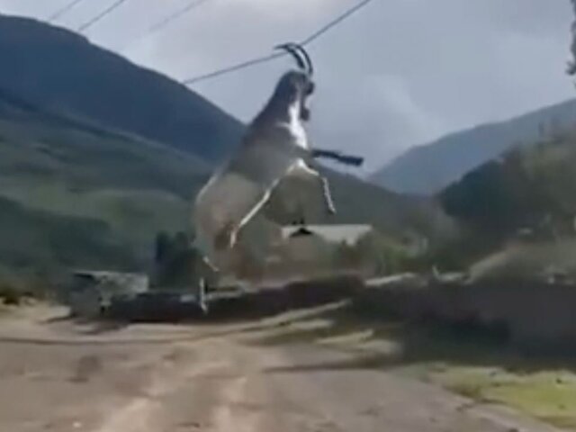Зацепившегося рогами за провода козла спасли в Дагестане