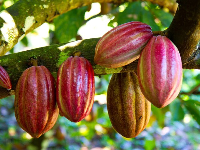 Цены на какао-бобы достигли максимума за десятилетие