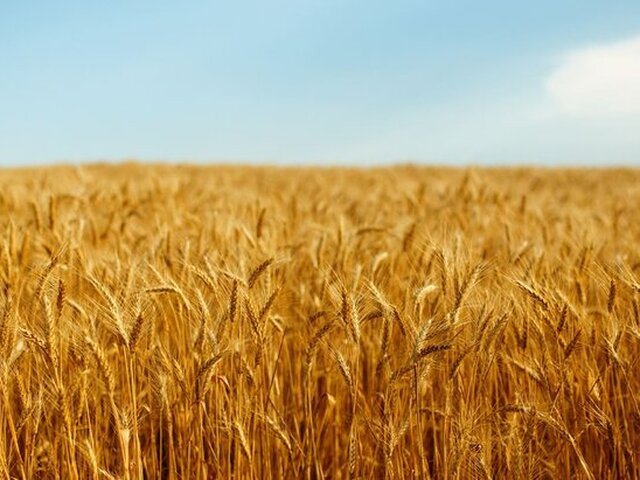 В Белом доме заявили, что США выступают за восстановление зерновой сделки