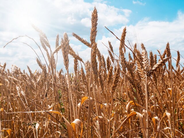 Блинкен заявил об отсутствии идей по замещению зерновой сделки со стороны США