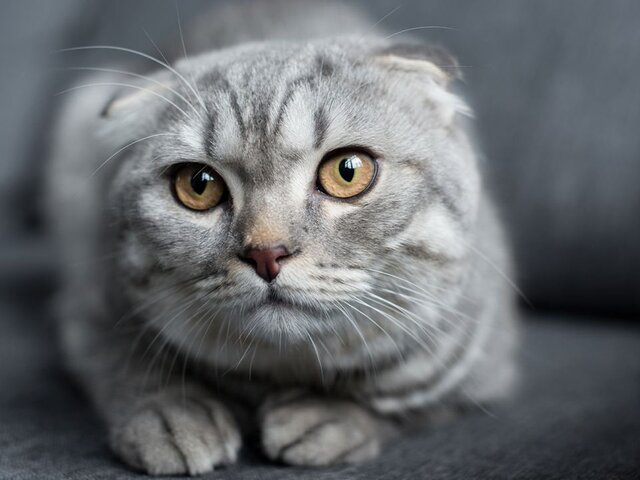 Москвичи чаще всего называют кошек Муся, Василиса и Барсик