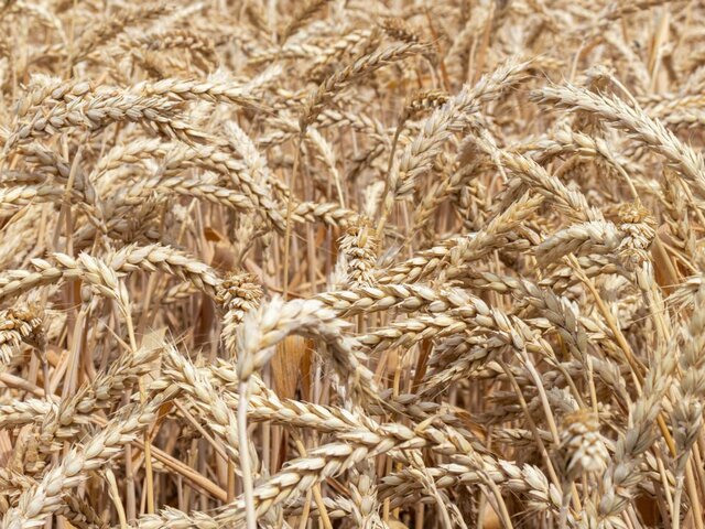 Песков назвал возможным возврат к зерновой сделке после выполнения условий РФ