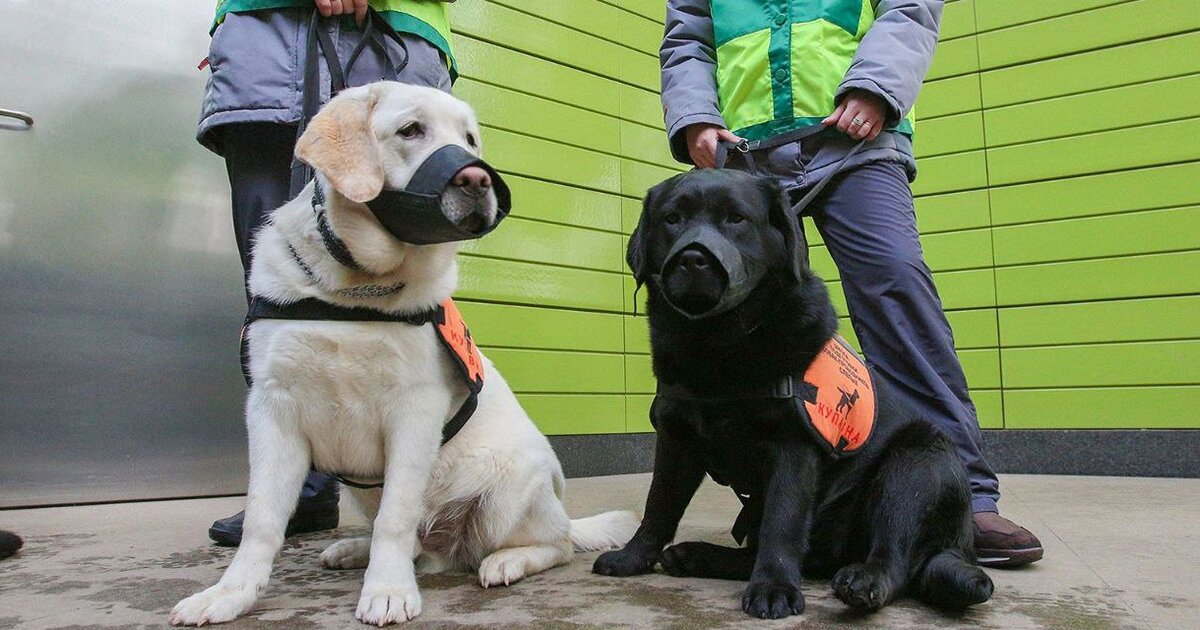 Сопровождаемая занятость. Предприниматели с ограниченными возможностями. Сопровождаемое трудоустройство. Этапы сопровождаемого проживания инвалидов. Нсу для инвалидов 3 группы.