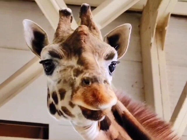 Старейшая в Европе самка жирафа Лизонька умерла в зоопарке в Ростове-на-Дону