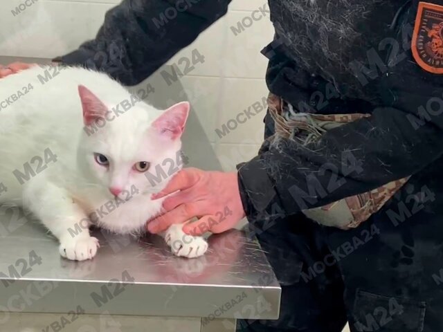 Спасенного в Щербинке кота осмотрели ветеринары, у него нет обезвоживания