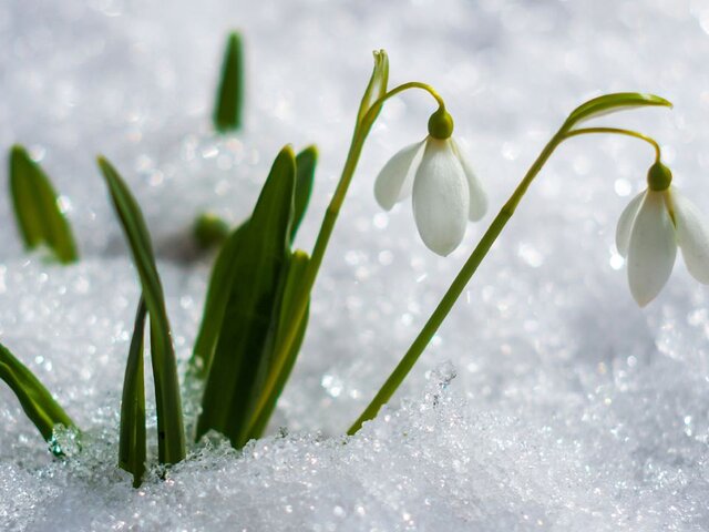 Метеорологическая весна может наступить в Москве после 20 марта