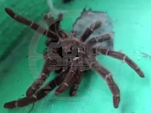Житель Уфы подкинул кожу тарантула в подъезд дома