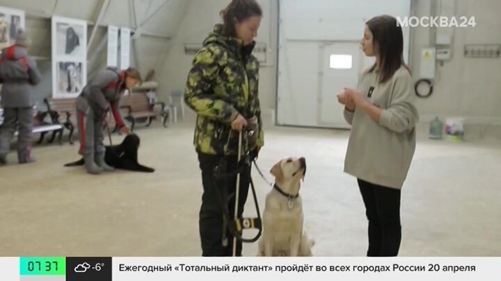 Йоркширский терьер дохлый. Умирает маленькая собачка. Умирает маленькая собачка. Бездомная дворняжка. Мертвые маленькие щенки.