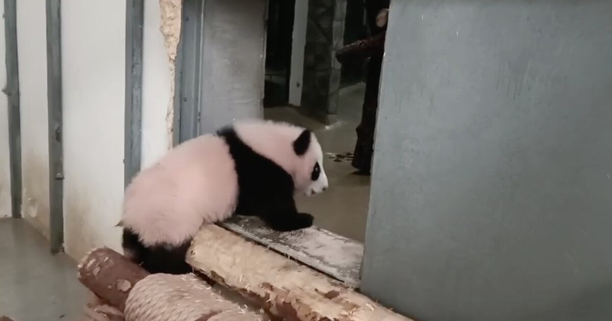 Панда катюша новое видео